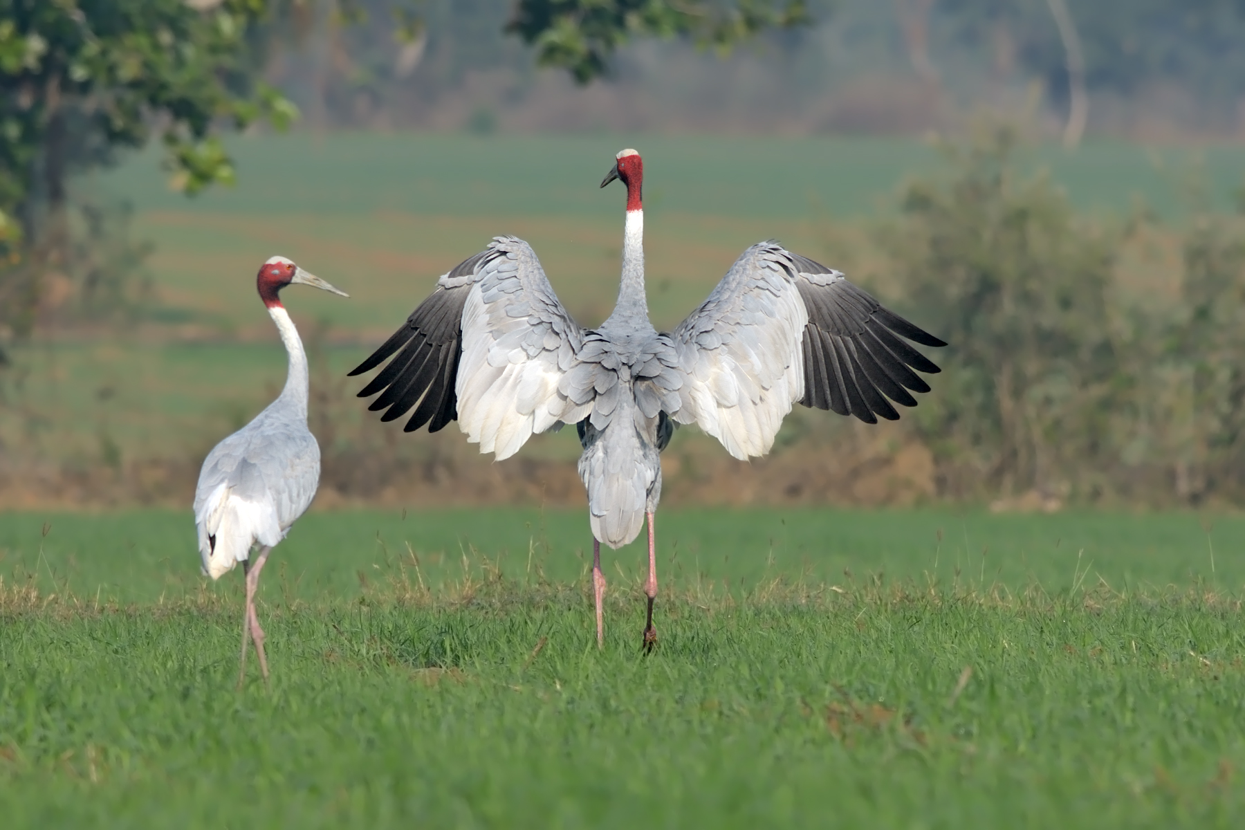 Photo from Tiger Trail India: 8-Day Safari Across Kanha, Pench & Tadoba safari tour